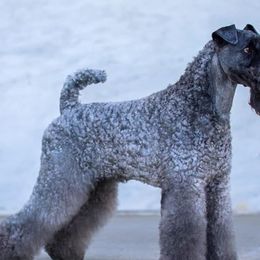 Kerry Blue Terriers from Costerra Kerry Blue Terriers