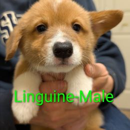 Linguine - Red male Pembroke Welsh Corgi puppy in Berkeley Springs, West Virginia from Hummingbird Farm