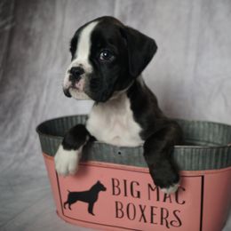 Boxer Puppies from Big Mac Boxers