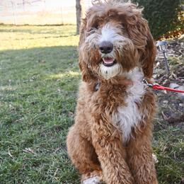 Millie - Bernedoodle