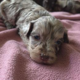 Pup4 - Chocolate and white female Havapoo puppy in Medina, Ohio from Momma's Minis