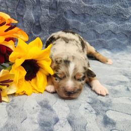 Archie - Blue merle male Miniature Australian Shepherd puppy in Sandown, New Hampshire from Ashby Lou Aussies