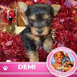 Maltese and Yorkshire Terrier Puppies from TLC Kennels TenderLittleCuties