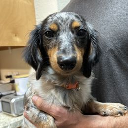 Rosco - Dachshund
