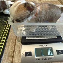 Clint - Chocolate sabled fawn male Chihuahua puppy in Choctaw, Oklahoma from Savvy Chihuahuas of Oklahoma