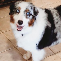 Lilo - Australian Shepherd