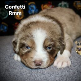 Confetti - Red merle male Australian Shepherd puppy in El Dorado Springs, Missouri from HP Aussie Kennels