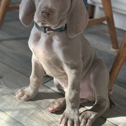 Weimaraner Puppies from Jennifer Anne's Weimaraners