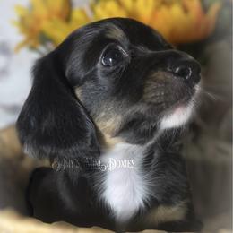 Dachshund Puppies from Amy’s Mini Doxies