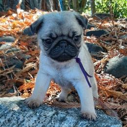 Honey - purple collar - Fawn female Pug puppy in Saint Helens, Oregon from Ebert Golden Retrievers & Pugs