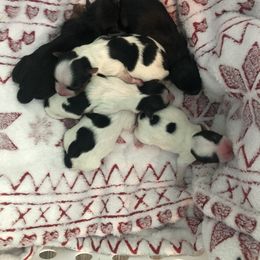 Yorkshire Terrier Puppies from Jackie Jenny’s Precious Yorkies