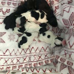 Yorkshire Terrier Puppies from Jackie Jenny’s Precious Yorkies