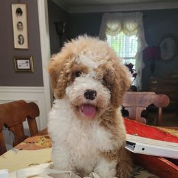 Aussiedoodle Puppies from My Classy Doodles