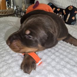 Orange collar - Red and rust male Doberman Pinscher puppy in New Haven, Indiana from Desire Dobermans