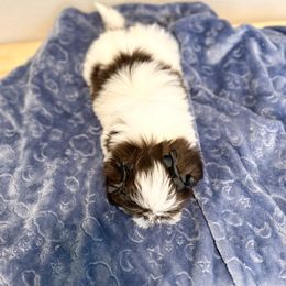 Shih Tzu Puppies from NC Stellar Puppies