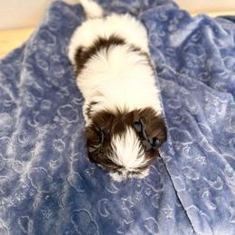 Shih Tzu Puppies from NC Stellar Puppies