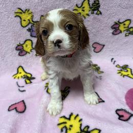 Bruce - Blenheim male Cavachon puppy in Hudson, Massachusetts from Lindsey's Waggingtails Cavachons & Cavaliers