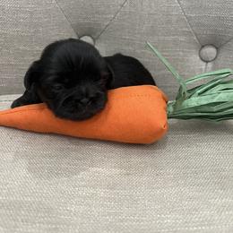 Rogue - Black female Shih Tzu puppy in Fair Grove, Missouri from Hilltop Shih Tzus