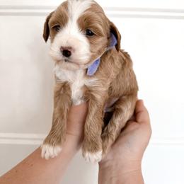 Purple - reserved - Red  female Goldendoodle puppy in Ruthorfordton, North Carolina from Duncan Doodles Goldendoodles