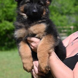 Rayna - Black and red female German Shepherd puppy in Azle, Texas from Nuckols-Alsup Canines German Shepherds