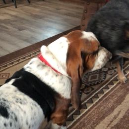 Basset Hound Puppies from Sage Acres