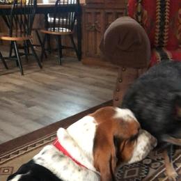 Basset Hound Puppies from Sage Acres