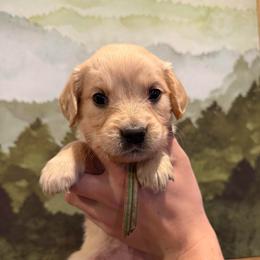 Female pick 7 - Light golden female Golden Retriever puppy in Colville, Washington from Columbia Ridge Goldens