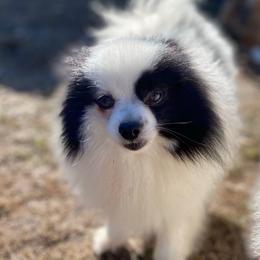 Eros - Pomeranian
