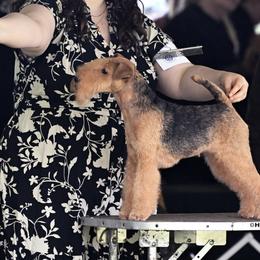 Raven - Lakeland Terrier