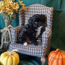 Cardamom - Black male Poodle puppy in Caldwell, Idaho from Leila Pearson
