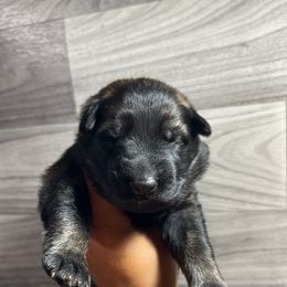 Girl 3 - Sable German Shepherd puppy in Little Rock, Arkansas from Vom Gonza German Shepherds
