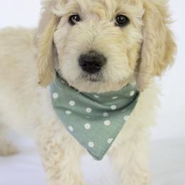 Goldendoodle Puppies from Penny and The Pups