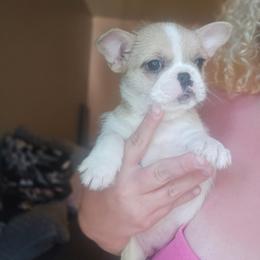 Aubreigh - White and tan female Mal-Shi puppy in Pleasant Hill, Iowa from Courtney Nicole's Mal Shihs & Goldendoodles