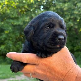 Charlotte - Black female Labrador Retriever puppy in Isle, Minnesota from Dog Ear Outfitters