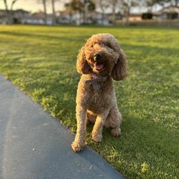 Goldendoodle All Grown Up from Fountain Valley Doodles