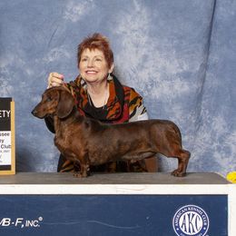 Wilson - Dachshund