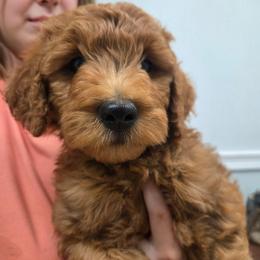 Carter - Red male Labradoodle puppy in Clinton, Ohio from P&L Doodles