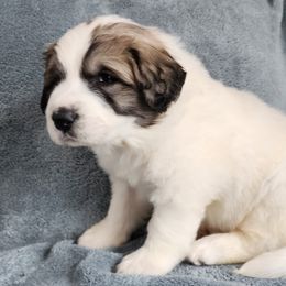 Halvar - Great Pyrenees puppy from Flewelling Great Pyrenees