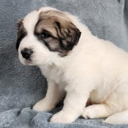 Halvar - Great Pyrenees puppy from Flewelling Great Pyrenees