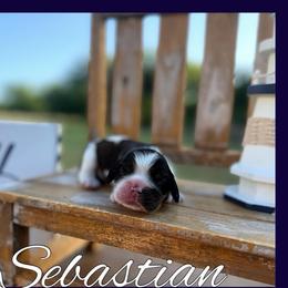 Sebastian - Brown white and tan male Cocker Spaniel puppy in Clinton, Oklahoma from Enchanted Spaniels