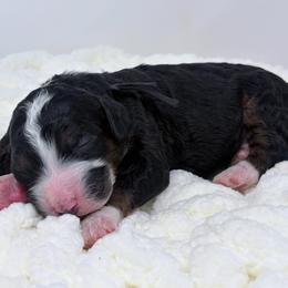 Sunny - Tri-color male Bernedoodle puppy in Fleming, Colorado from Vandenbark Doodles