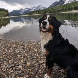 Maple - Bernese Mountain Dog