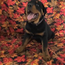 Boy 6 - PURPLE-Beau 11 wks - Rottweiler puppy from Daleys Rottie Dogs