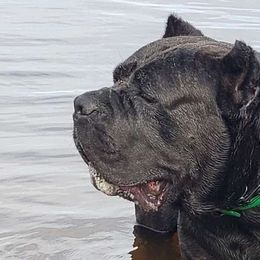 Nikki - Cane Corso