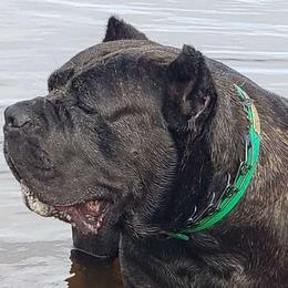 Nikki - Cane Corso