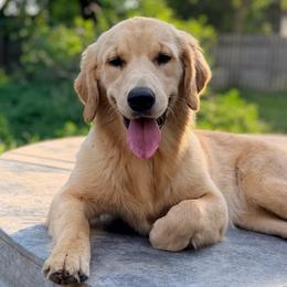 Annie - Golden Retriever