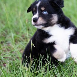 Carolina - Miniature Australian Shepherd puppy from Flying S Aussies