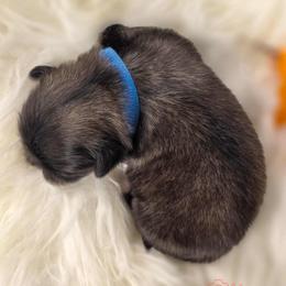 French Bulldog and Pekingese Puppies from SFLK