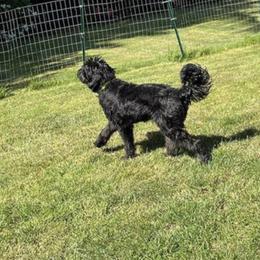 Aussiedoodle, Bernedoodle, and Poodle All Grown Up from Clemleth Aussiedoodles