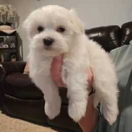 Calypso - White male Maltese puppy in Ludington, Michigan from OT Maltese & Co